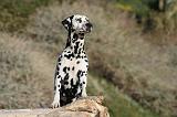 DALMATIEN 096